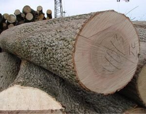 Quality Ash Logs
