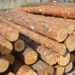 Spruce Logs